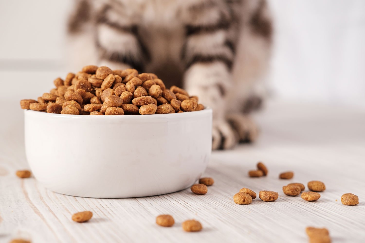 Healthy pet nutrition