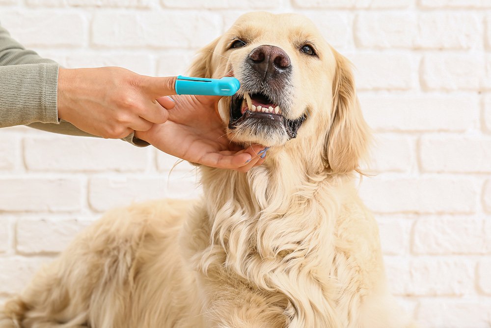 Pet dental care