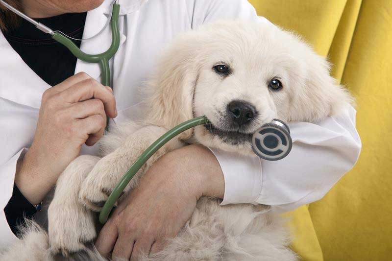 Vet with pet
